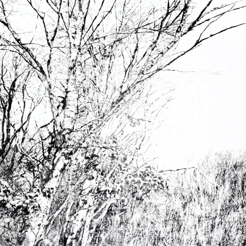 Shona Branigan Drypoint Print Grizedale Woods