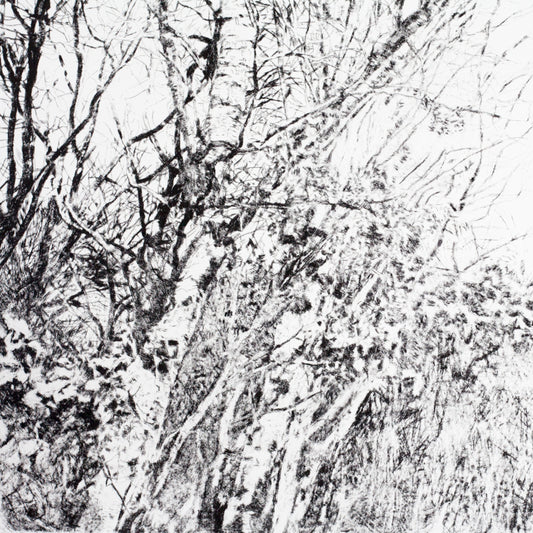 Shona Branigan Drypoint Print Grizedale Woods