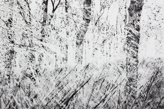 Shona Branigan Drypoint Print Derwent Birch Woodland
