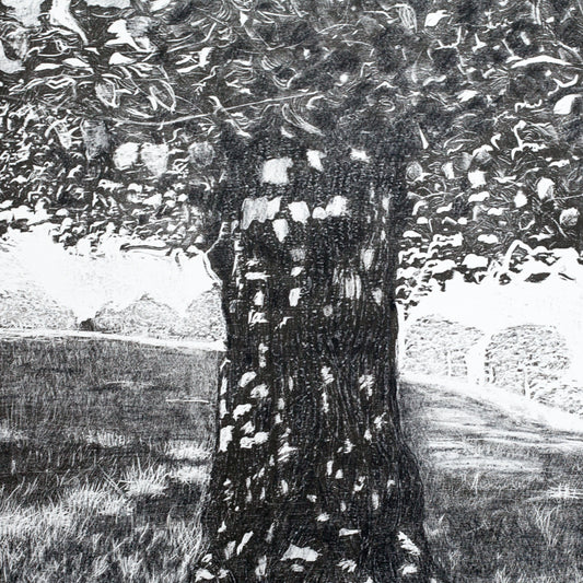 Woodcut Print Bywell Lime Tree