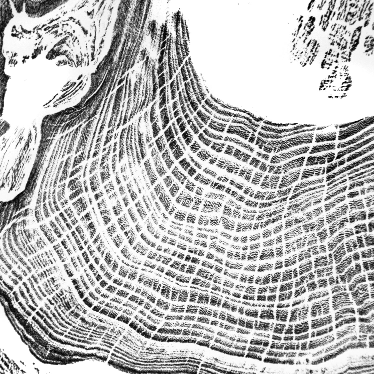 Shona Branigan Tree Ring Print Northumberland Elm "The Apple"