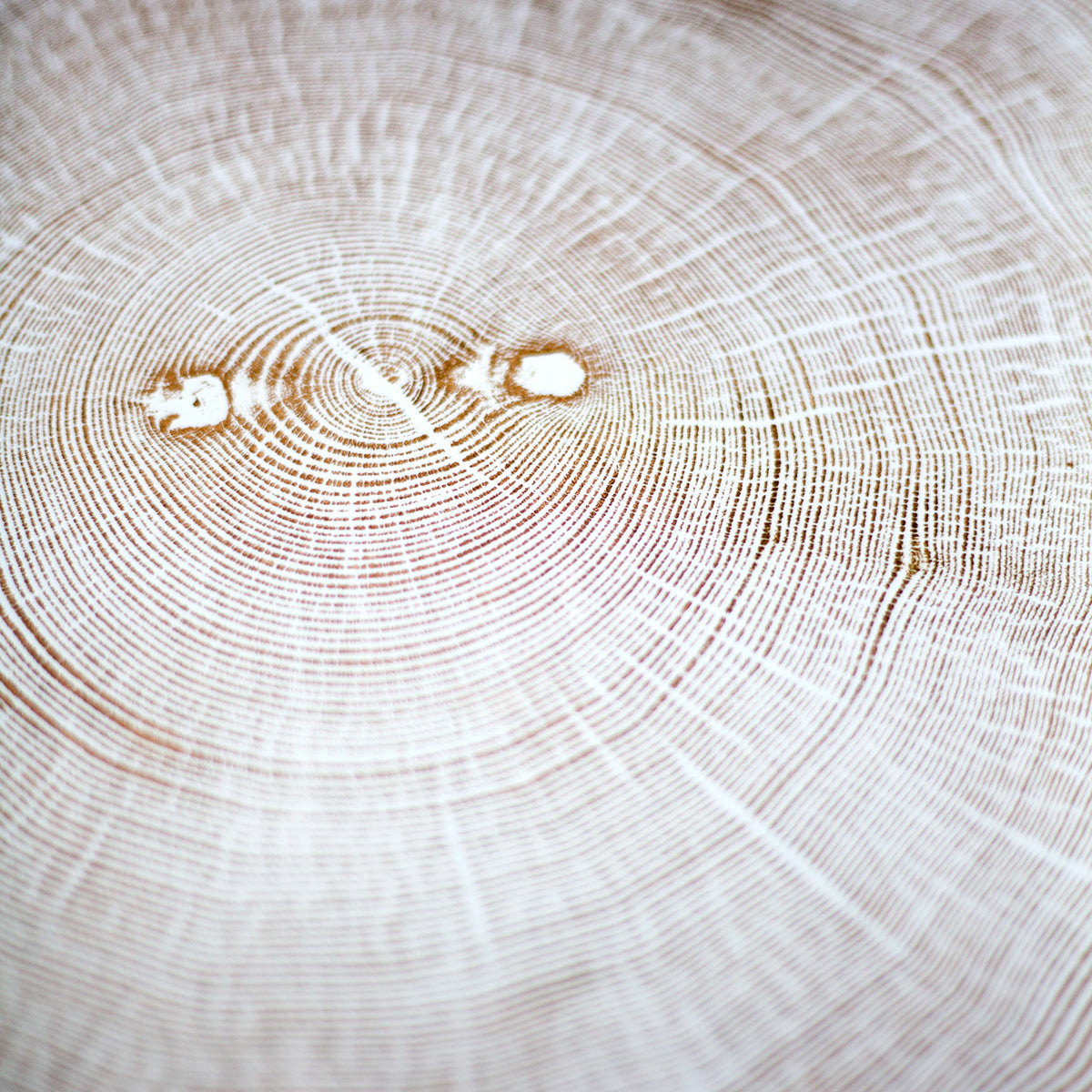 Shona Branigan Tree Ring Print (B) Swaledale Ash