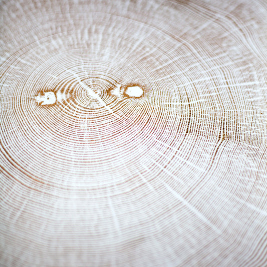 Shona Branigan Tree Ring Print (B) Swaledale Ash