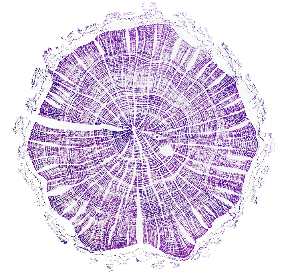 Shona Branigan Tree Ring Print Caxton Village Damson