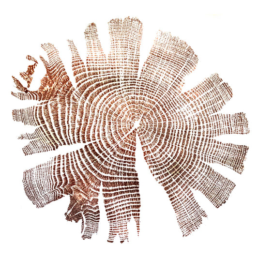 Greetings cards Grizedale Oak