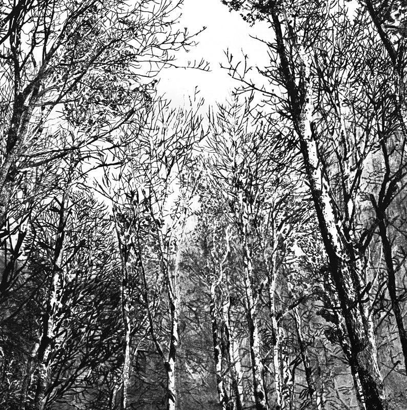 Greetings Cards Grizedale Woodland