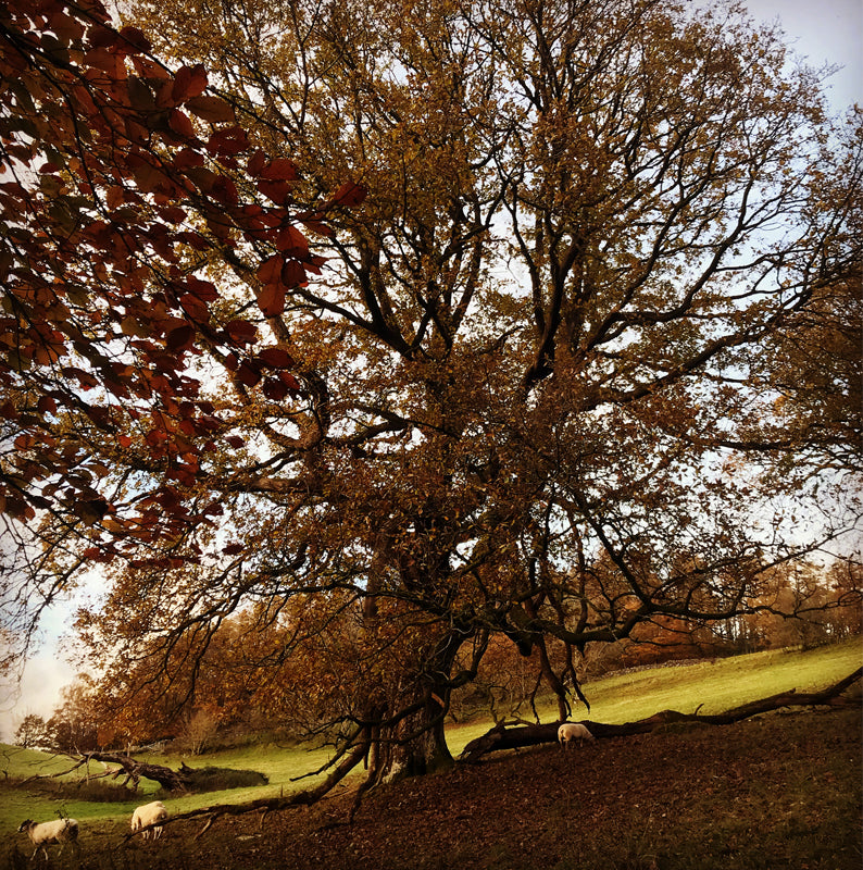 Greetings Cards Mother Oak