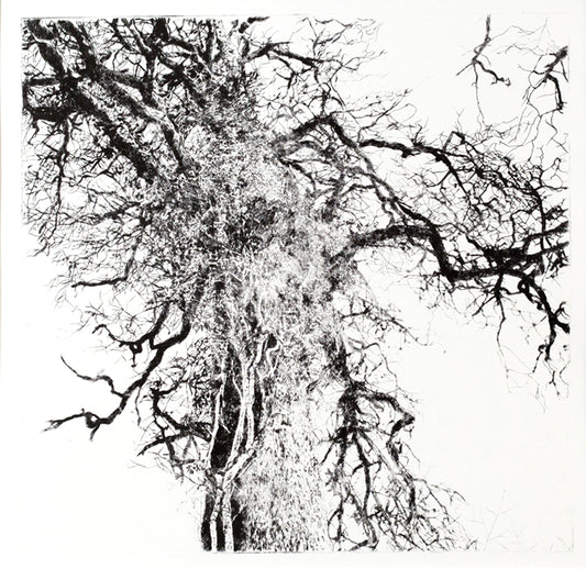 Shona Branigan Drypoint Print Grizedale Oak Tree with Ivy
