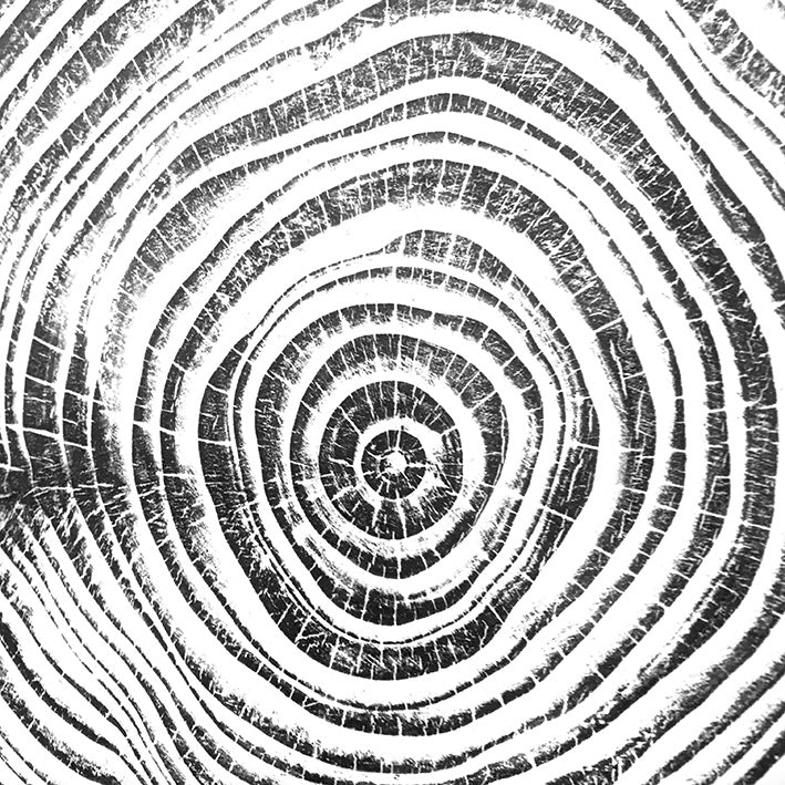 Shona Branigan Tree Ring Print Windermere Silver Fir