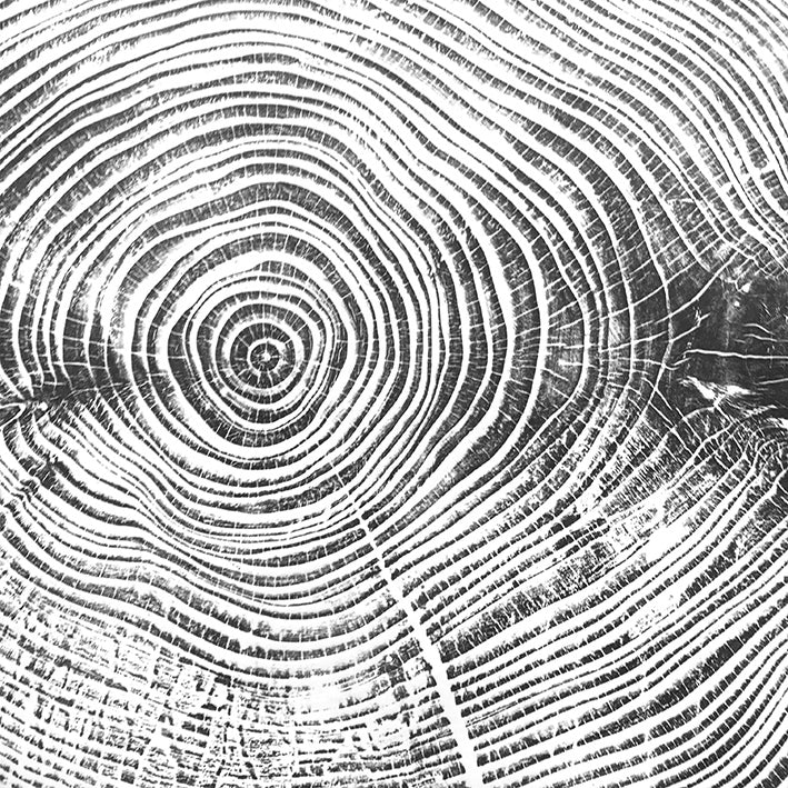 Shona Branigan Tree Ring Print Windermere Silver Fir