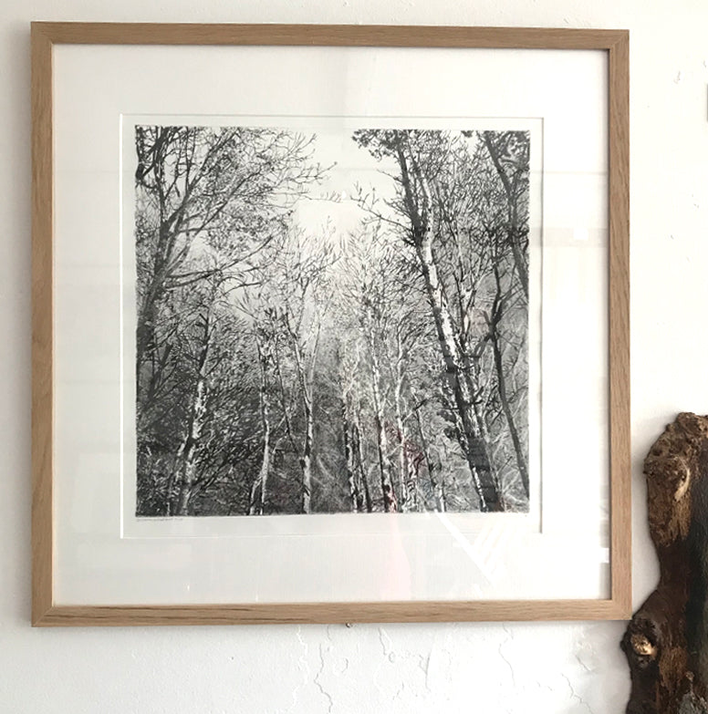 Shona Branigan Drypoint Print Grizedale Woodland