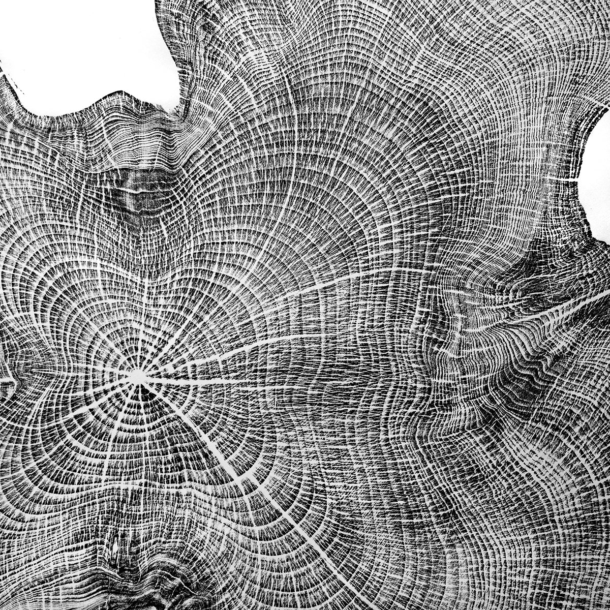 Shona Branigan Tree Ring Print Cumbrian Yew 1932-2018 (B) Black Ink