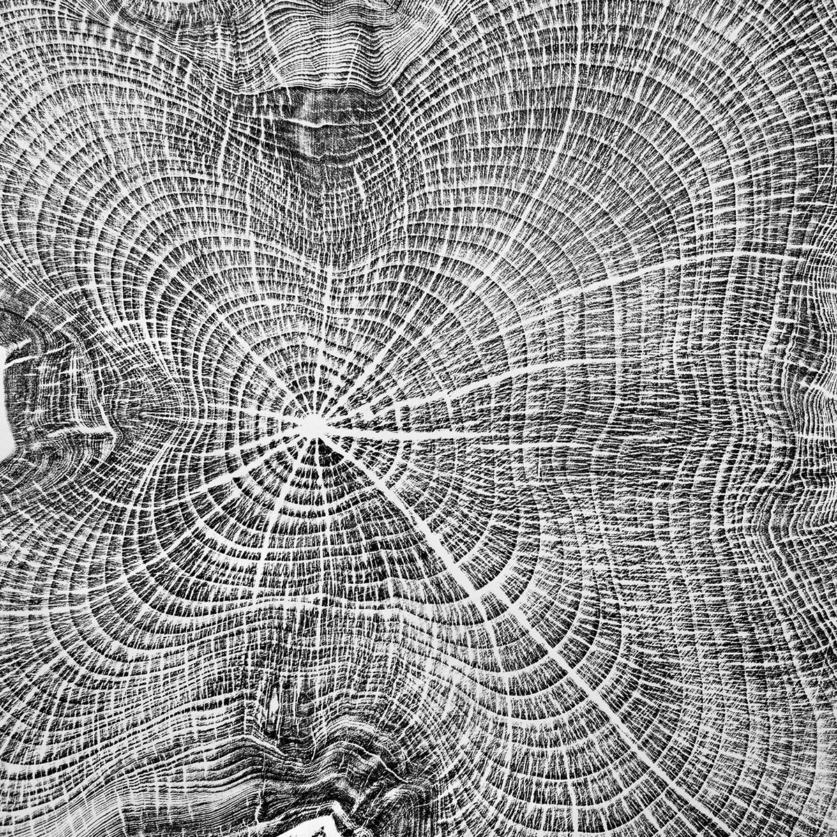 Shona Branigan Tree Ring Print Cumbrian Yew 1932-2018 (B) Black Ink