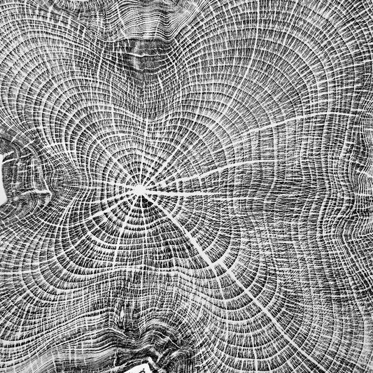 Shona Branigan Tree Ring Print Cumbrian Yew 1932-2018 (B) Black Ink