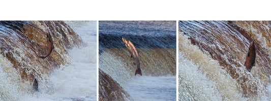 Salmon and Sea Trout leaping at Hexham