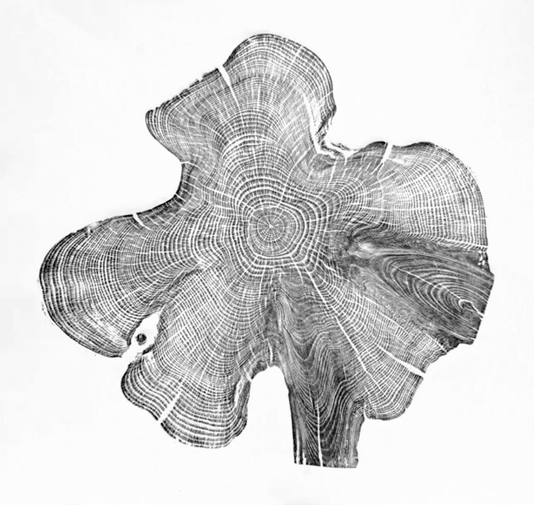 Shona Branigan Tree Ring Print Northumberland Yew