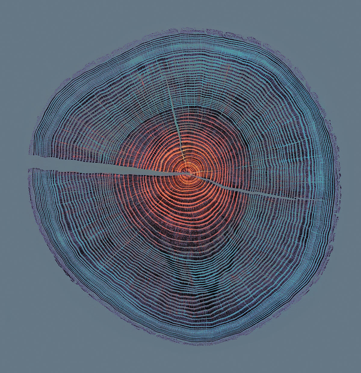 Shona Branigan Giclee Tree Print Andover Ash (Blue)
