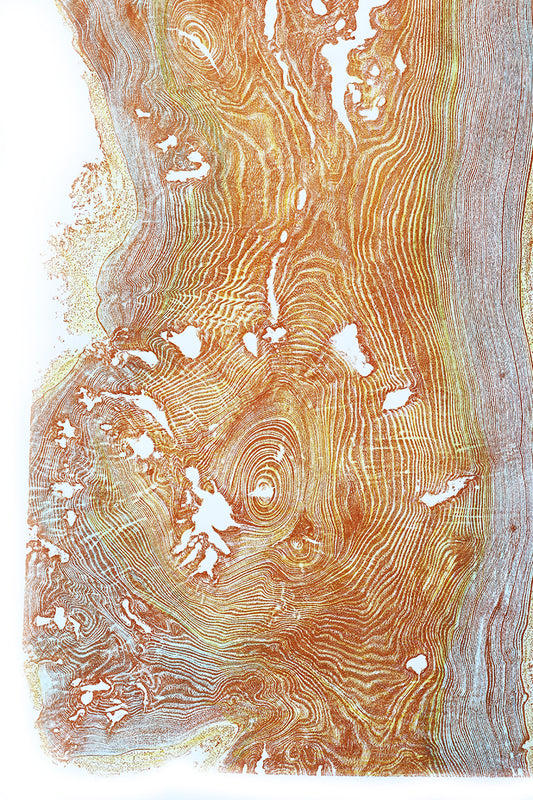 Shona Branigan Tree Ring Print Cankered Ash
