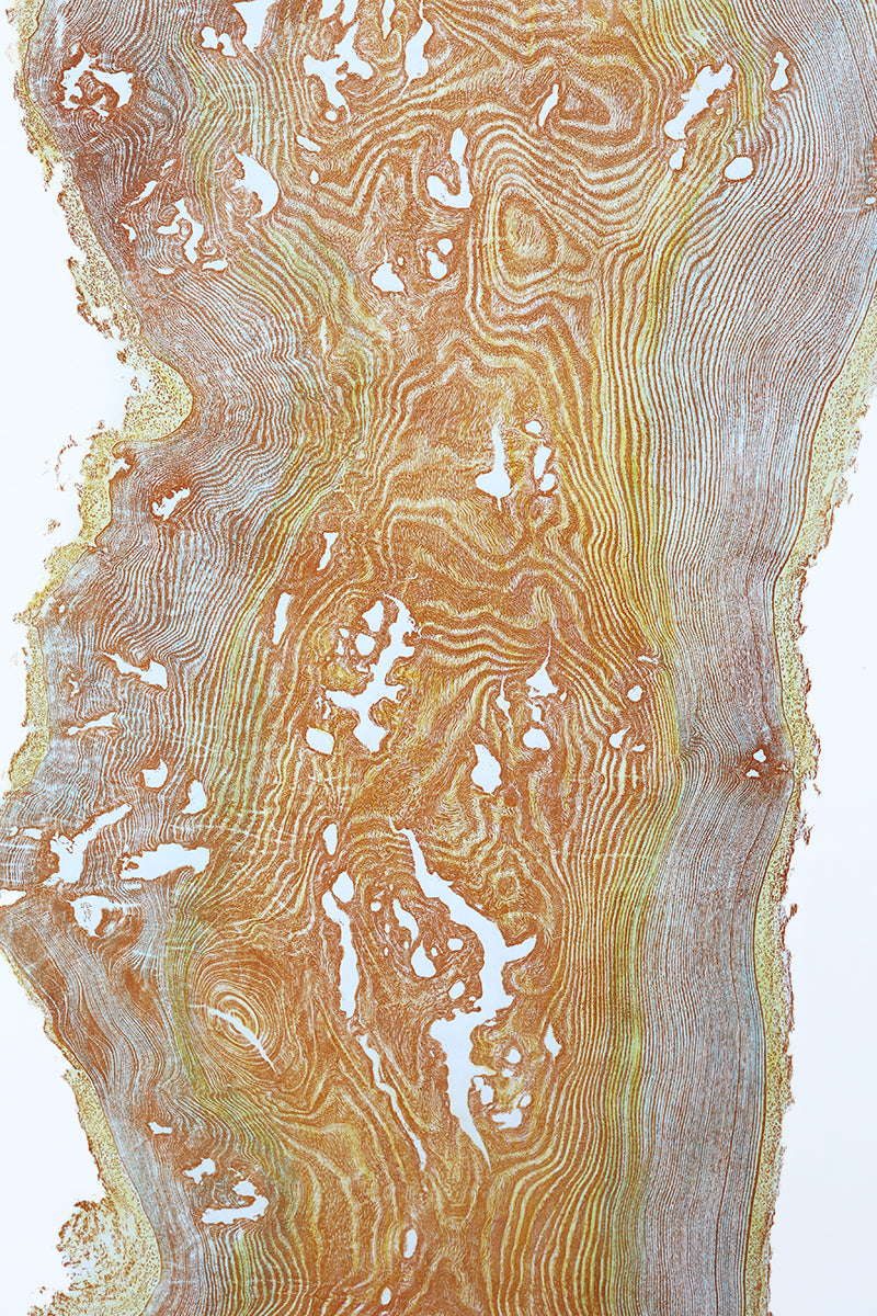 Shona Branigan Tree Ring Print Cankered Ash