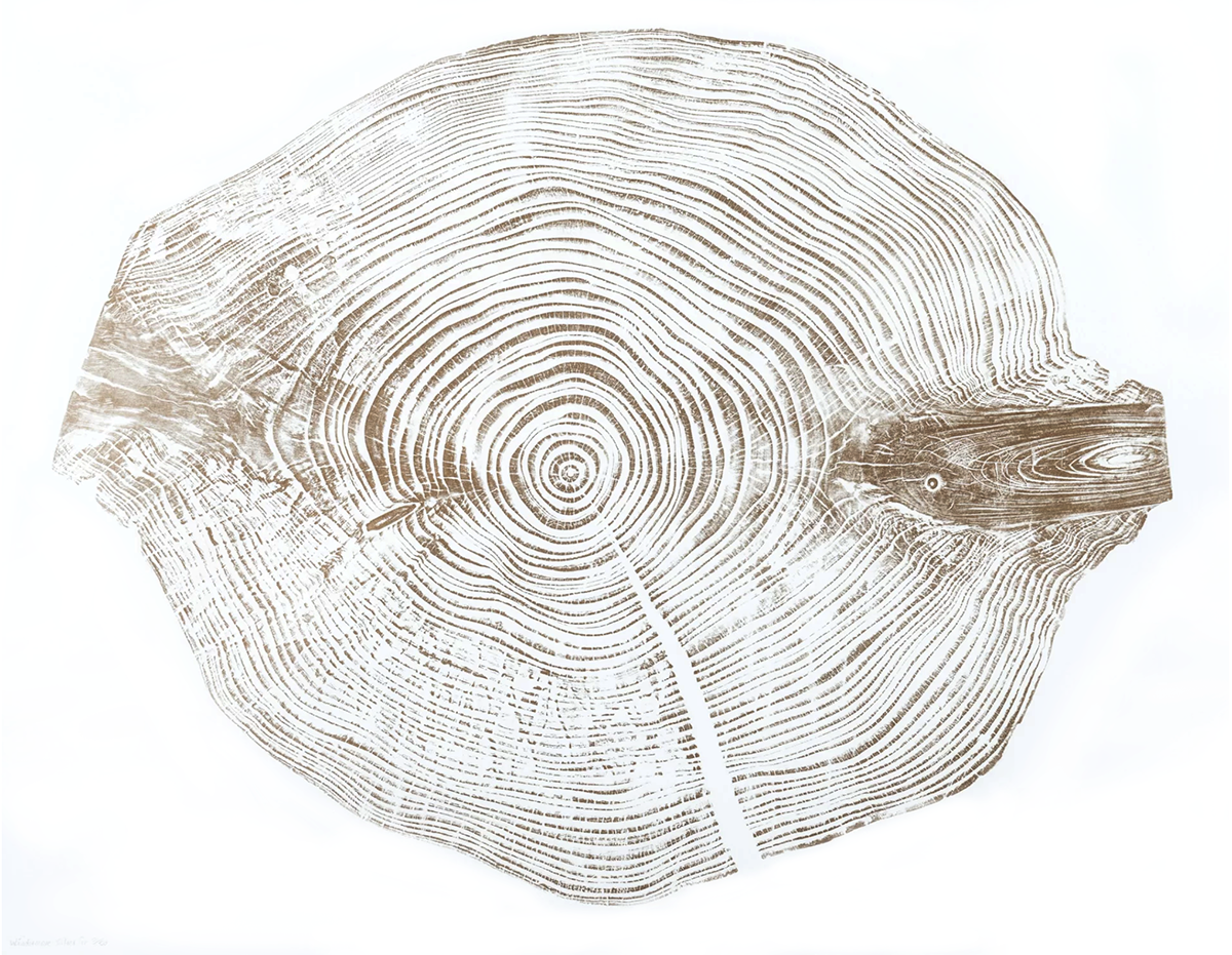 Shona Branigan Tree Ring Print Windermere Silver Fir