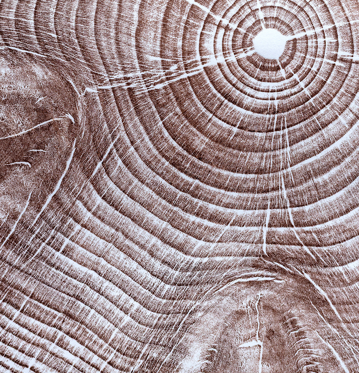 Shona Branigan Tree Ring Print Monkey Puzzle
