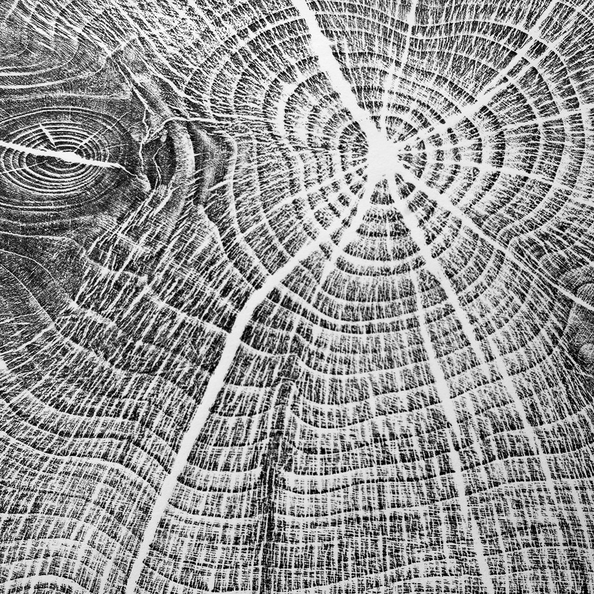 Shona Branigan Tree Ring Print Cumbrian Yew 1932-2018 (A)