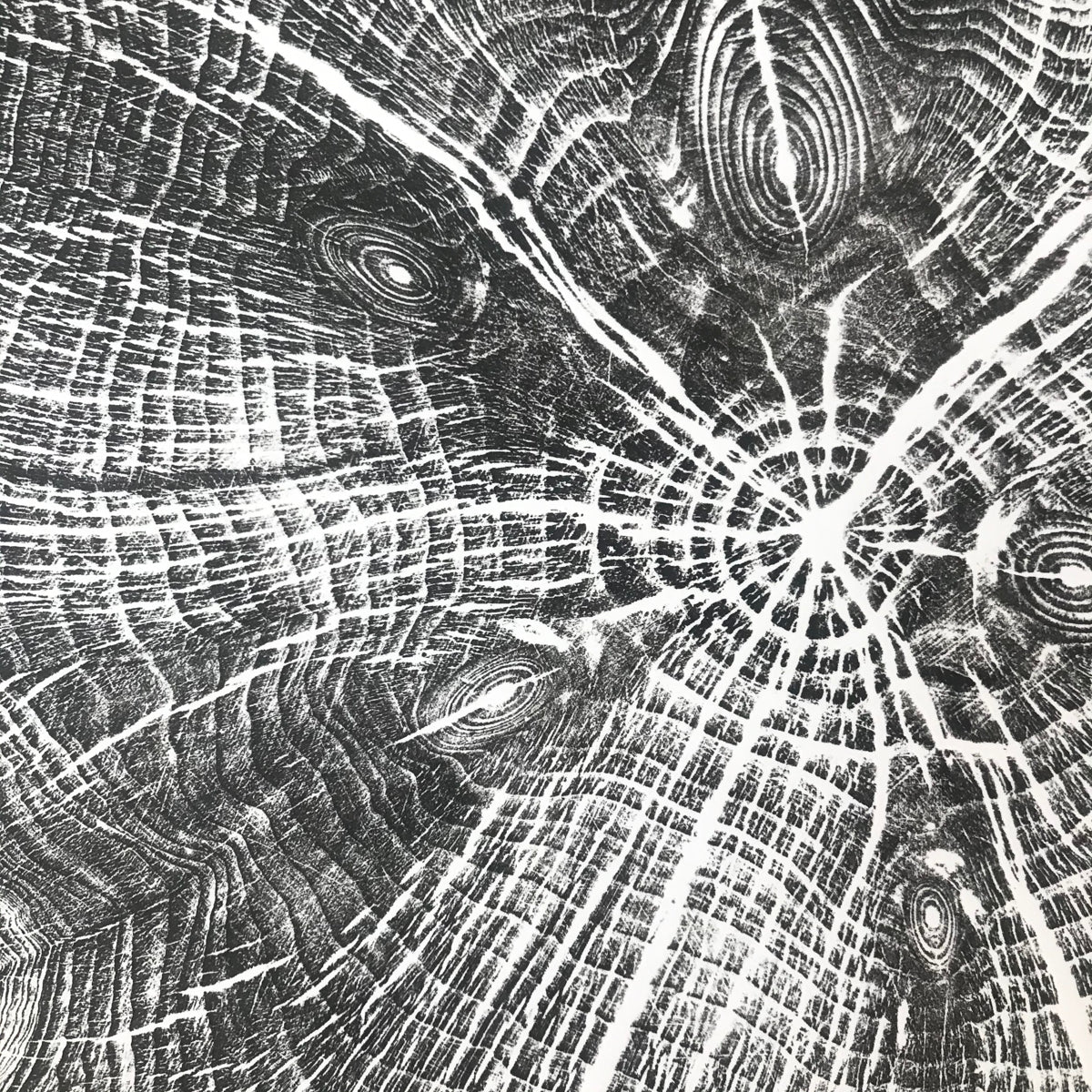 Shona Branigan Tree Ring Print Cumbrian Yew 1932-2018 (C)