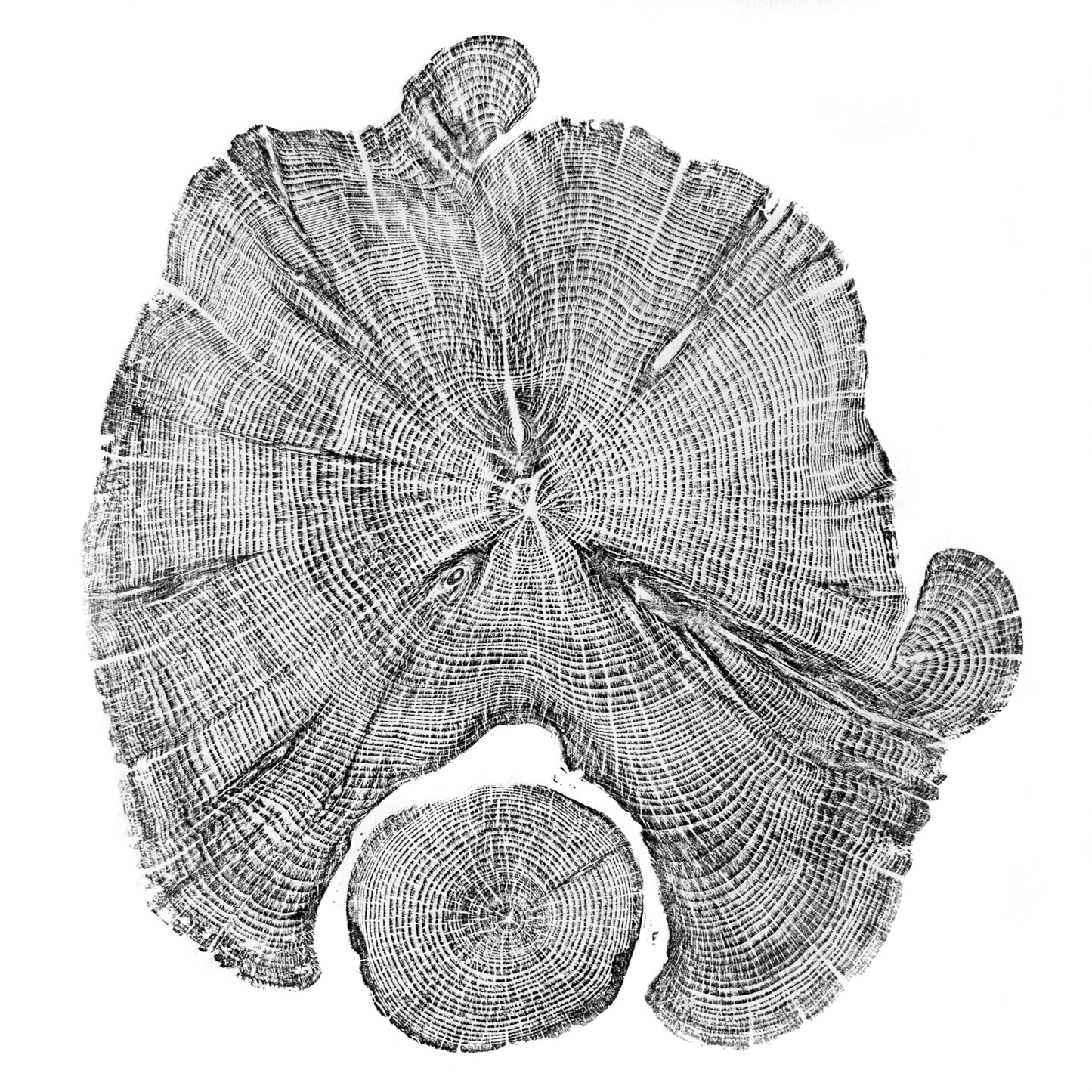 Shona Branigan Tree Ring Print Northumberland Yew 1958-2018