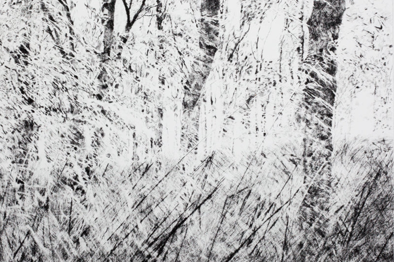 Shona Branigan Drypoint Print Derwent Birch Woodland