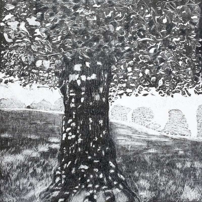 Woodcut Print Bywell Lime Tree