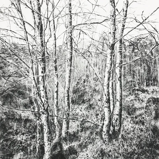 Shona Branigan Drypoint Print Grizedale Birch Woodland