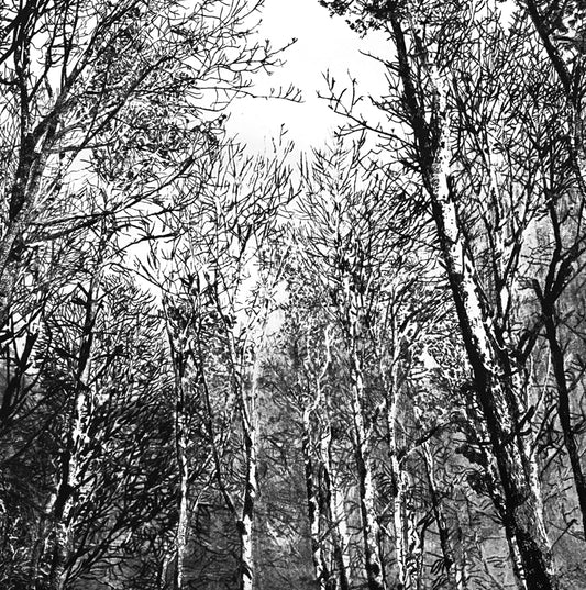 Greetings Cards Grizedale Woodland