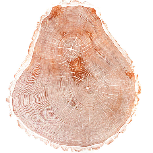 Shona Branigan Tree Ring Print (A) Swaledale Ash