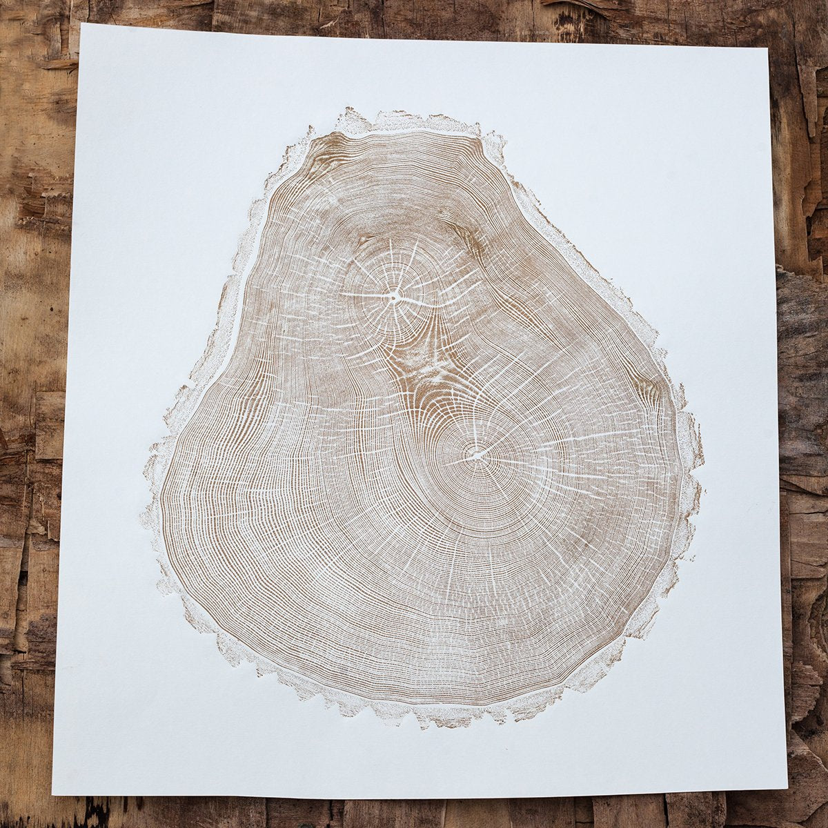 Shona Branigan Tree Ring Print (A) Swaledale Ash